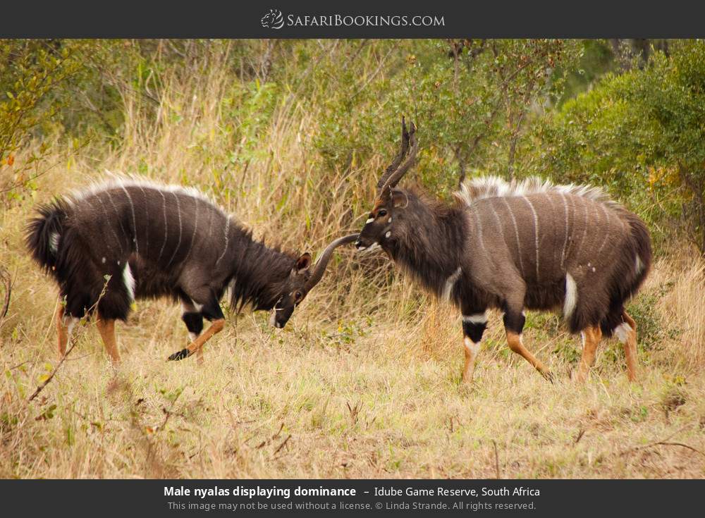 Male nyalas displaying dominance in Idube Game Reserve, South Africa
