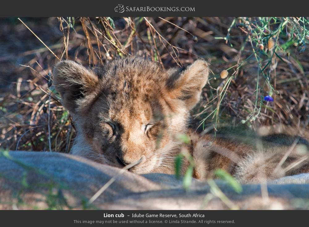 Lion cub in Idube Game Reserve, South Africa