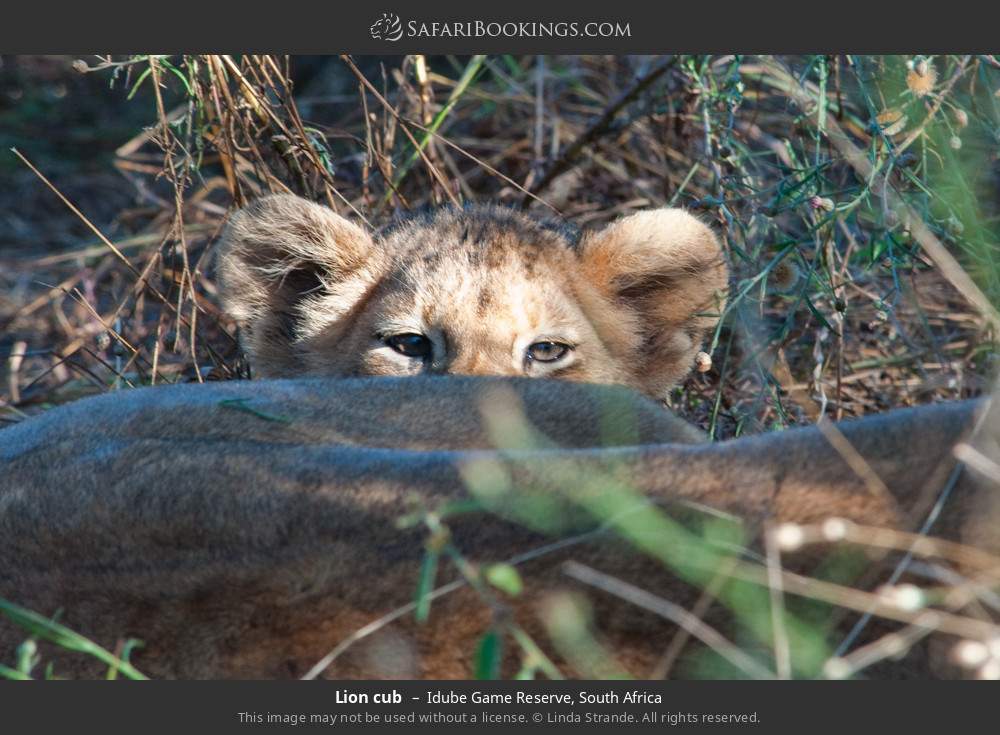 Lion cub in Idube Game Reserve, South Africa