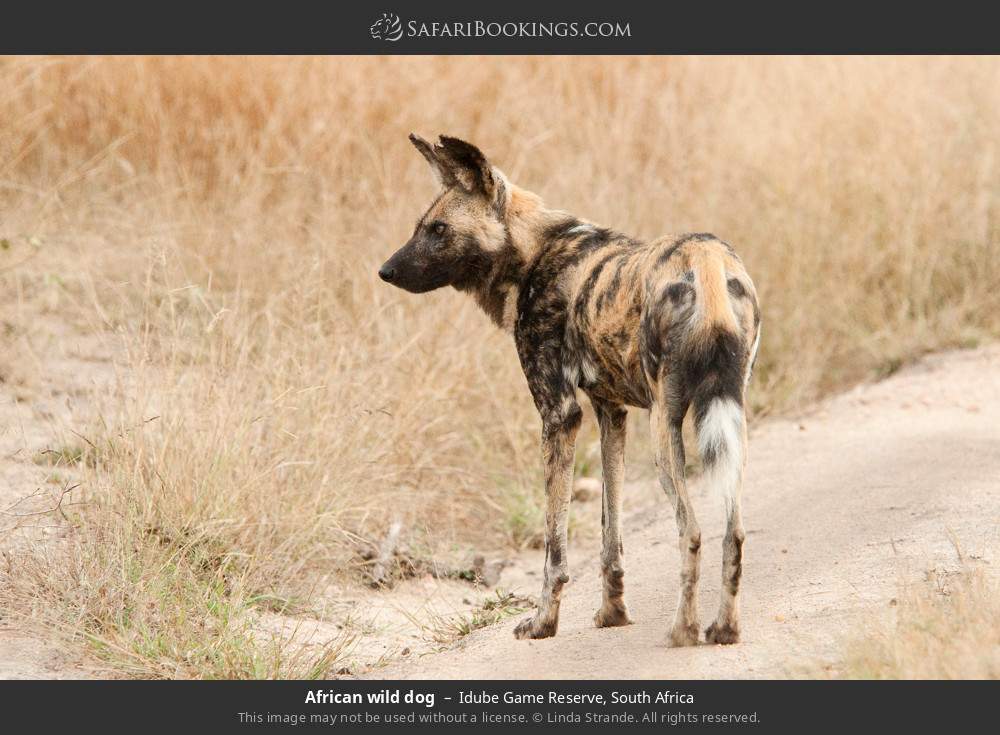 African wild dog in Idube Game Reserve, South Africa