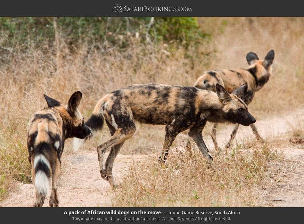 A pack of African wild dogs on the move in Idube Game Reserve, South Africa