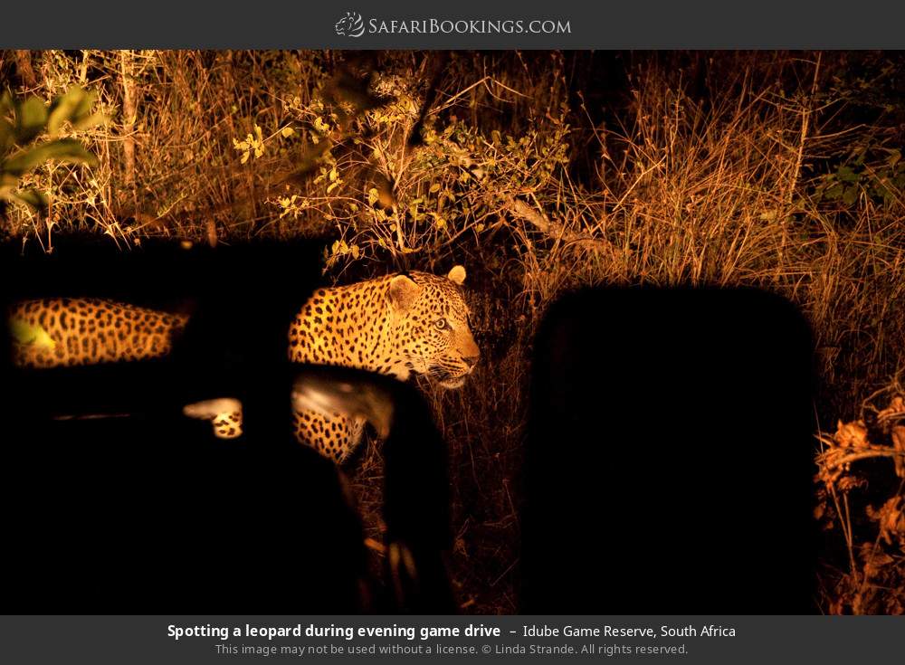 Spotting a leopard during evening game drive in Idube Game Reserve, South Africa
