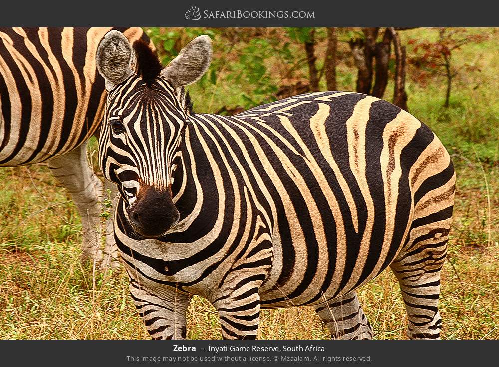 Zebra in Inyati Game Reserve, South Africa