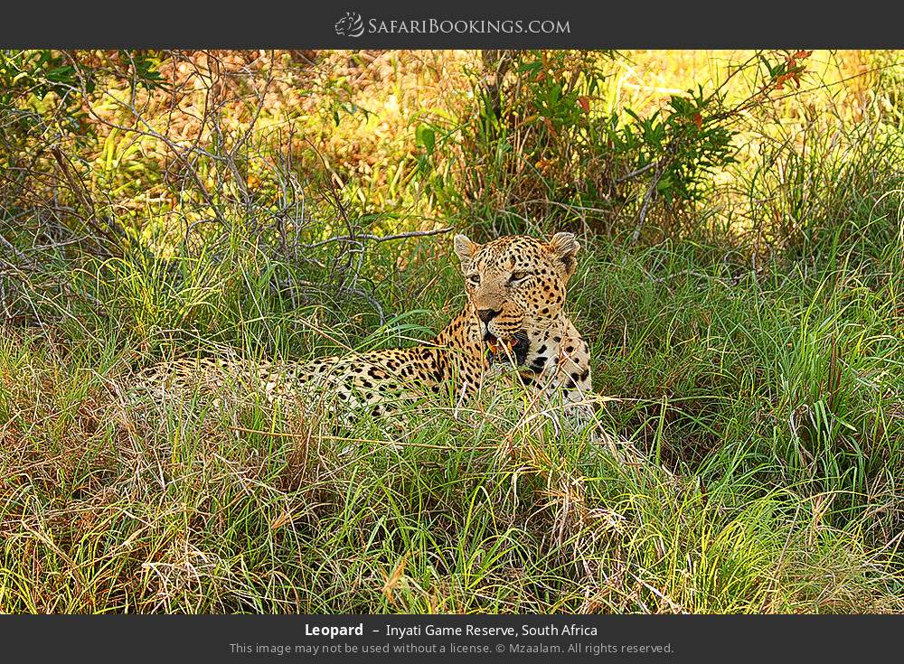 Leopard in Inyati Game Reserve, South Africa