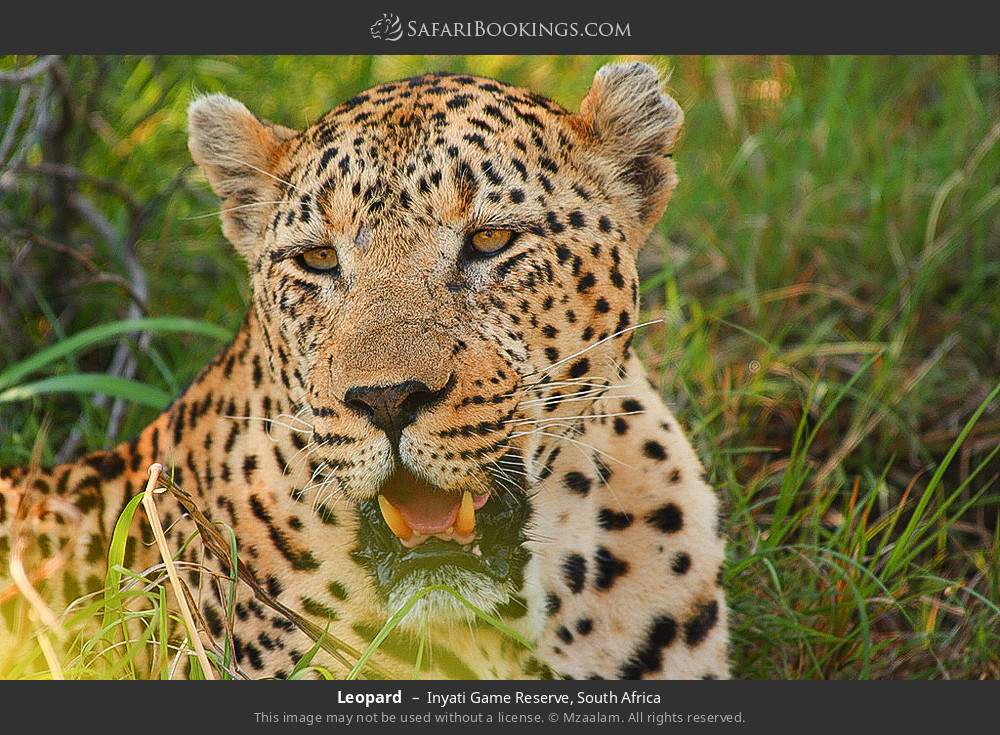 Leopard in Inyati Game Reserve, South Africa