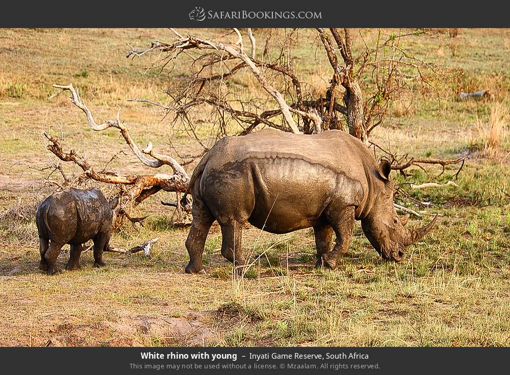 White rhino with young in Inyati Game Reserve, South Africa