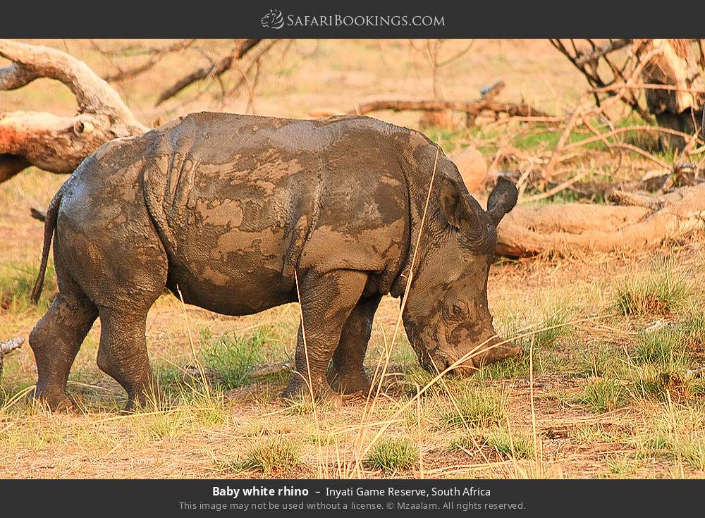 Baby white rhino in Inyati Game Reserve, South Africa