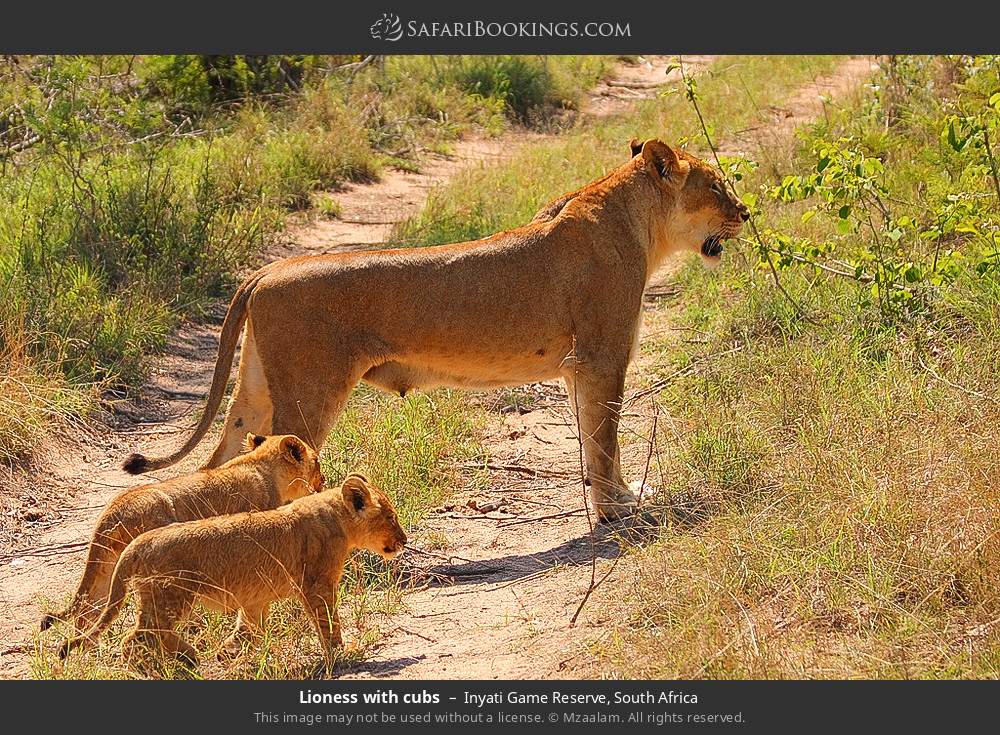 Lioness with cubs in Inyati Game Reserve, South Africa