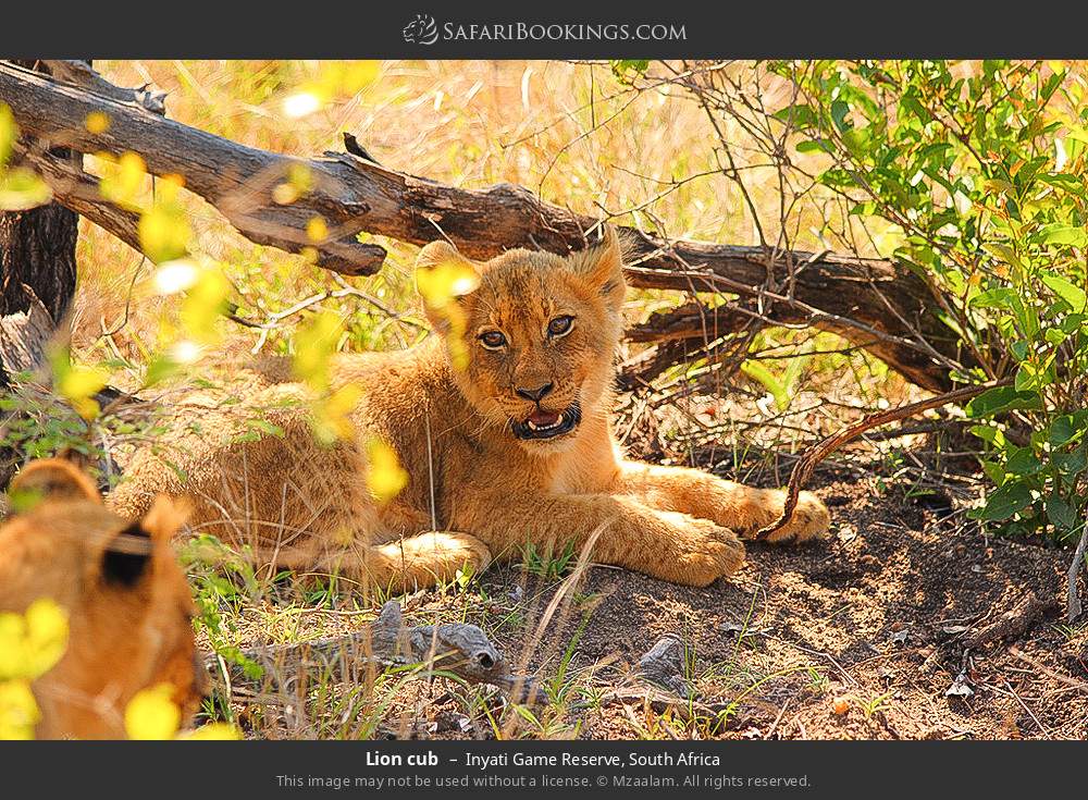 Lion cub in Inyati Game Reserve, South Africa