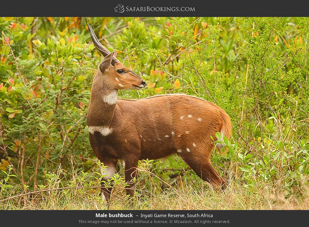 Male bushbuck in Inyati Game Reserve, South Africa