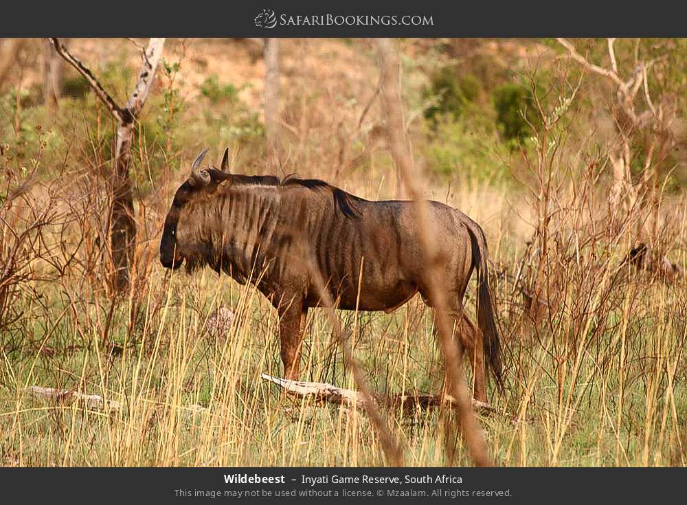 Wildebeest in Inyati Game Reserve, South Africa