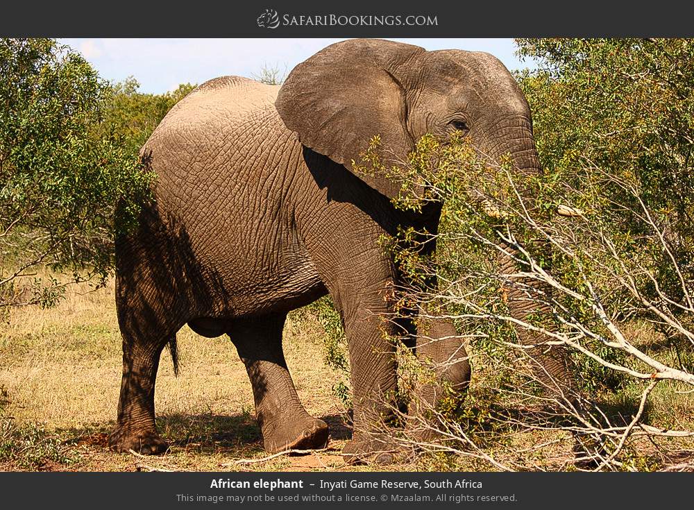African elephant in Inyati Game Reserve, South Africa