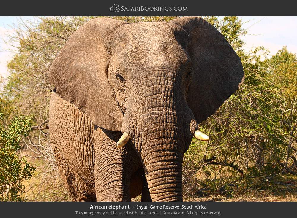 African elephant in Inyati Game Reserve, South Africa