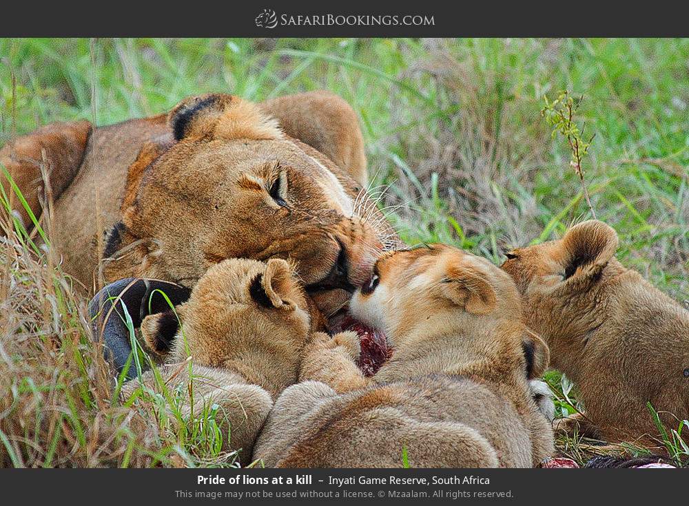 Pride of lions at a kill in Inyati Game Reserve, South Africa