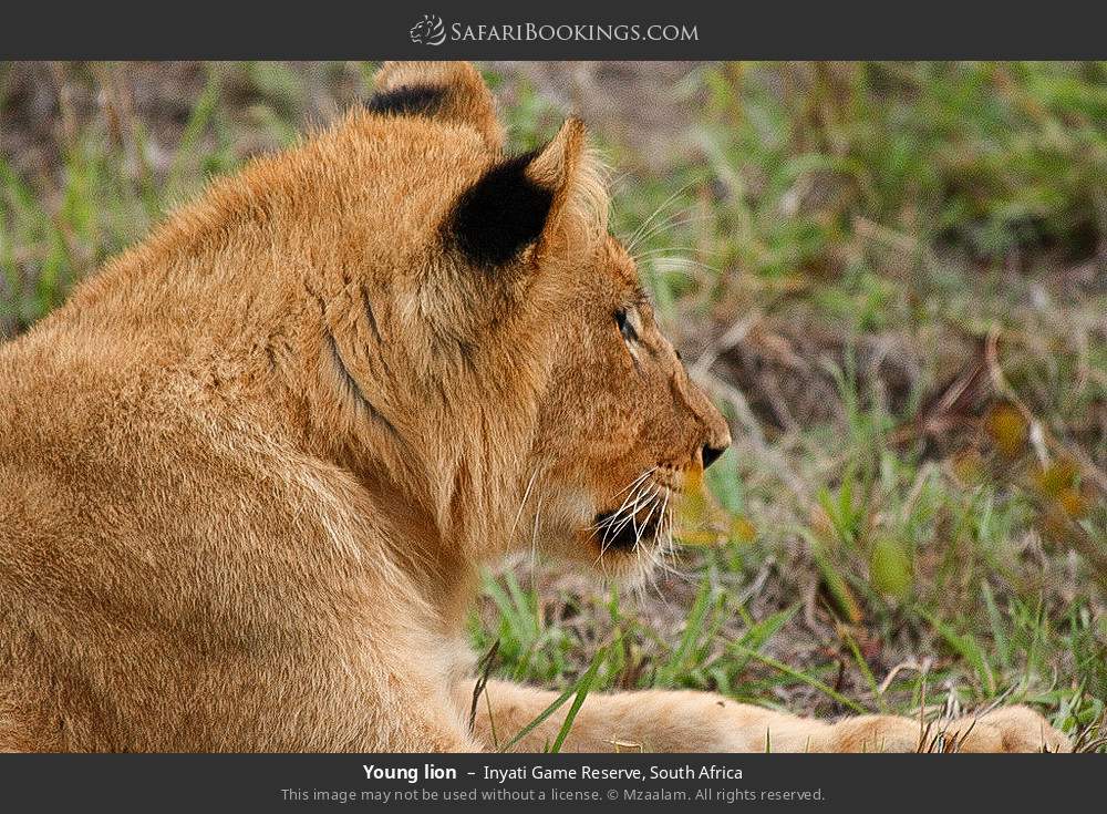 Young lion in Inyati Game Reserve, South Africa