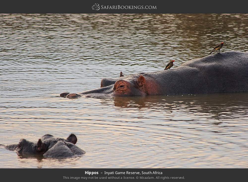Hippos in Inyati Game Reserve, South Africa
