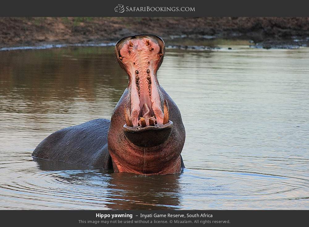 Hippo yawning in Inyati Game Reserve, South Africa