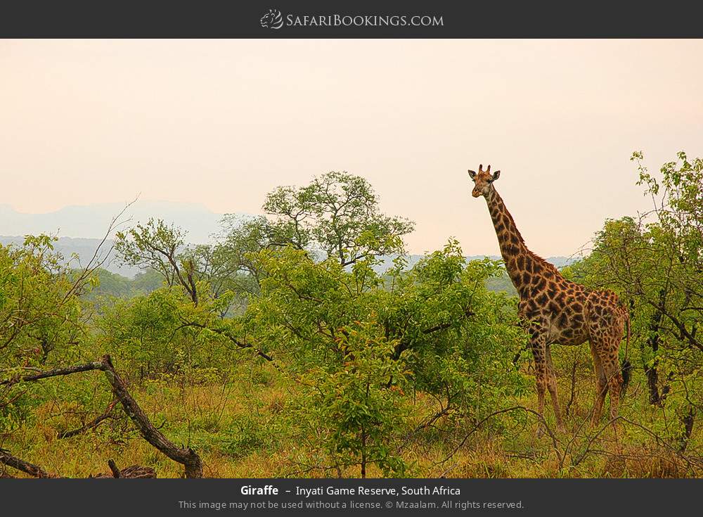 Giraffe in Inyati Game Reserve, South Africa