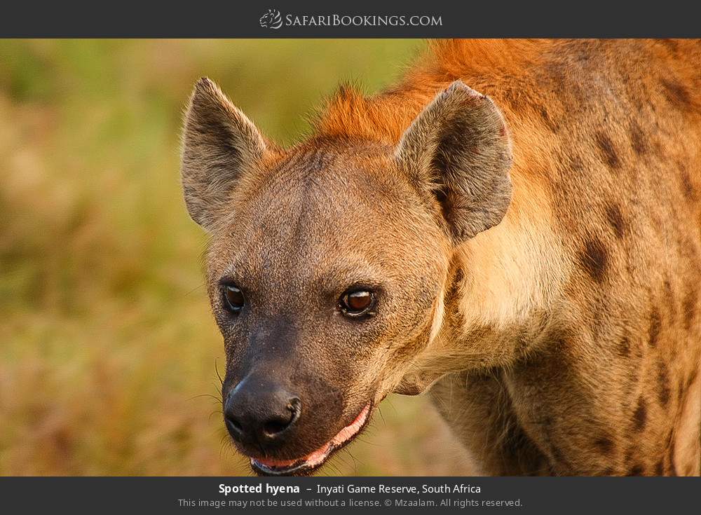 Spotted hyena in Inyati Game Reserve, South Africa