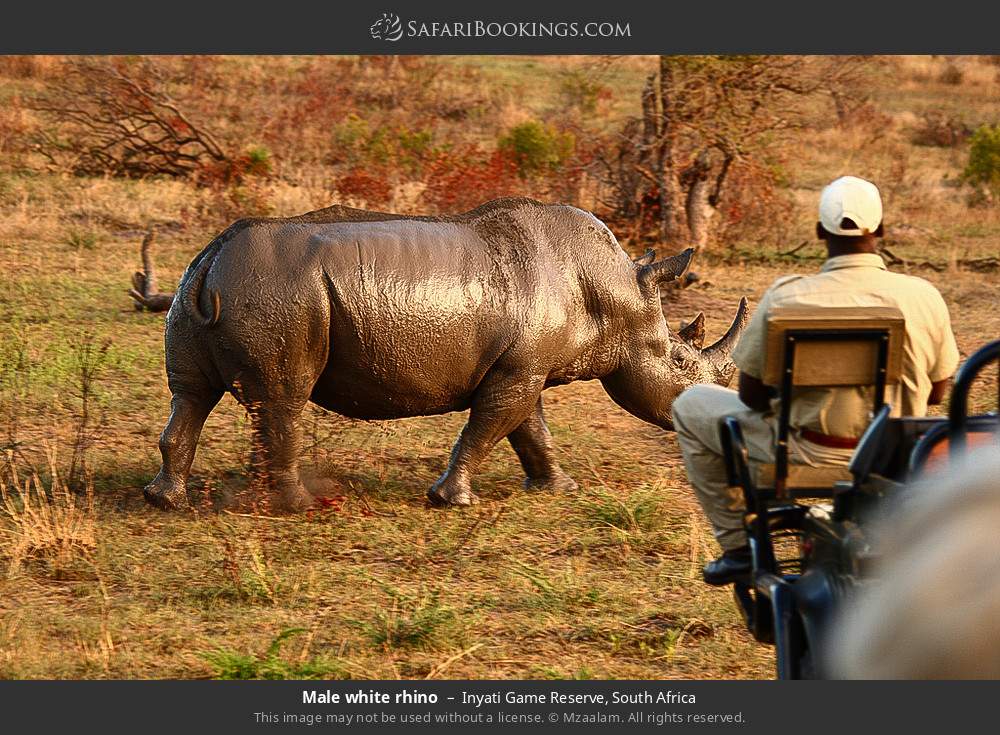 Male white rhino in Inyati Game Reserve, South Africa