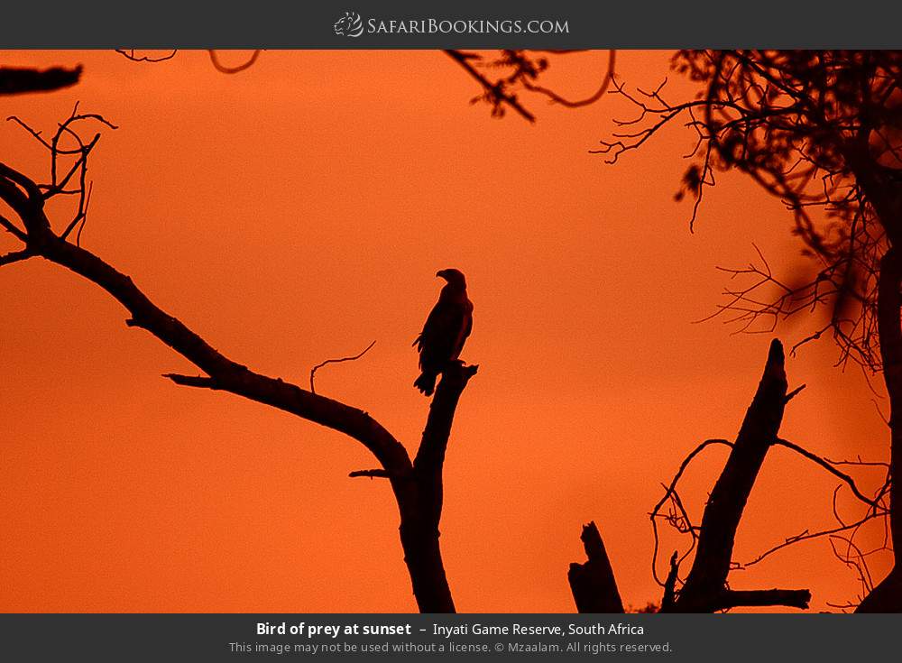 Bird of prey at sunset in Inyati Game Reserve, South Africa