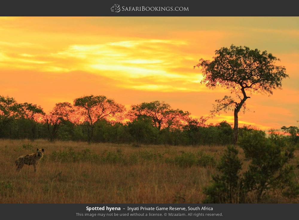 Spotted hyena in Inyati Private Game Reserve, South Africa