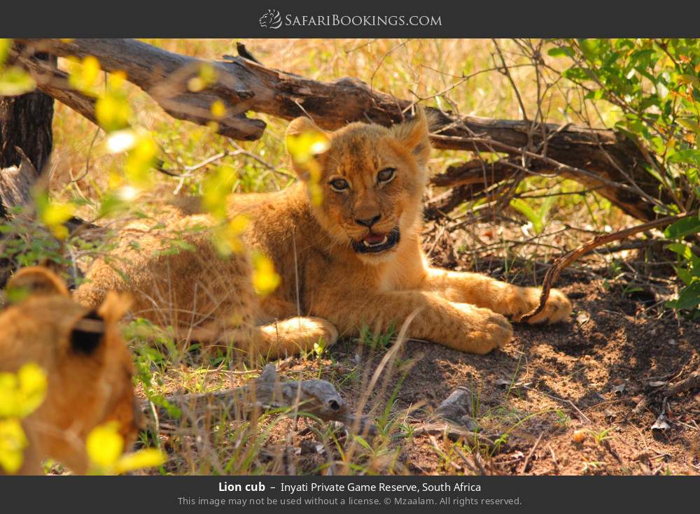Lion cub in Inyati Private Game Reserve, South Africa