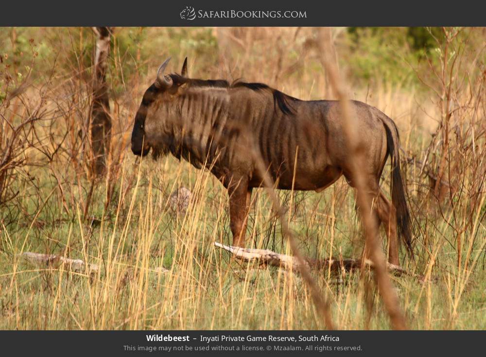 Wildebeest in Inyati Private Game Reserve, South Africa