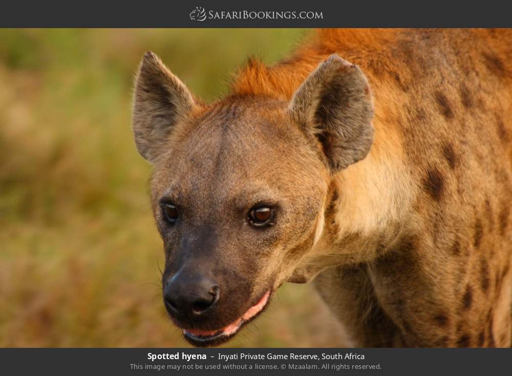 Spotted hyena in Inyati Private Game Reserve, South Africa