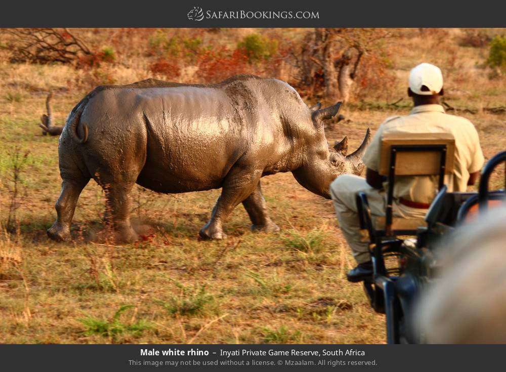 Male white rhino in Inyati Private Game Reserve, South Africa