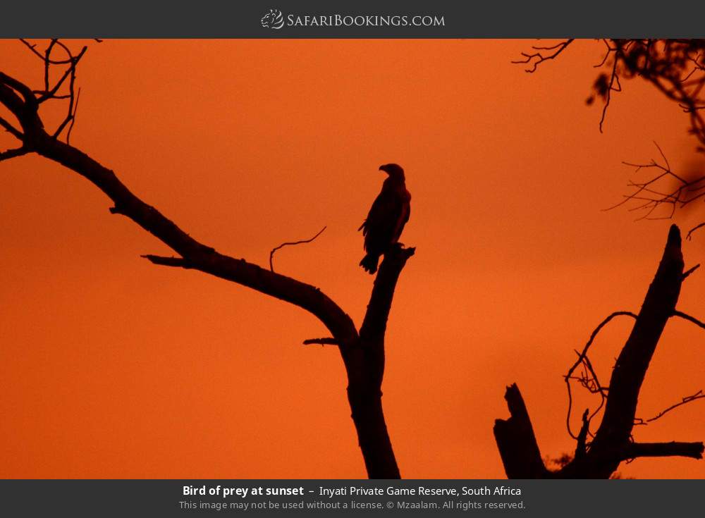Bird of prey at sunset in Inyati Private Game Reserve, South Africa