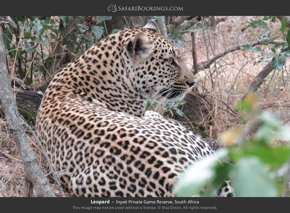 Leopard in Inyati Private Game Reserve, South Africa