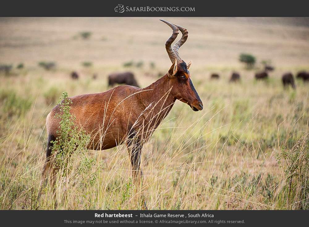 Red hartebeest in Ithala Game Reserve , South Africa