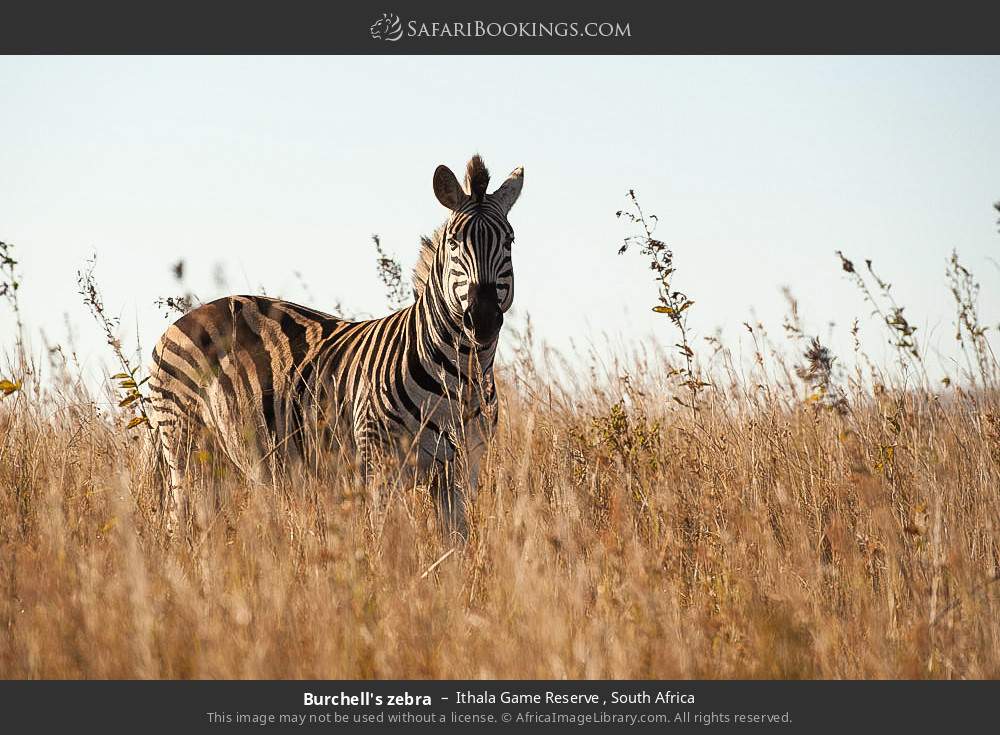 Burchell's zebra in Ithala Game Reserve , South Africa