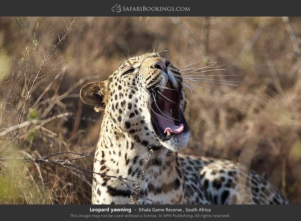 Leopard yawning in Ithala Game Reserve , South Africa