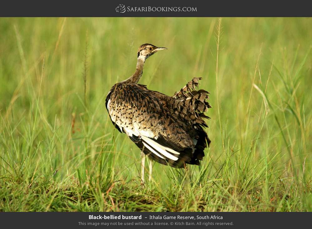 Black-bellied bustard in Ithala Game Reserve, South Africa
