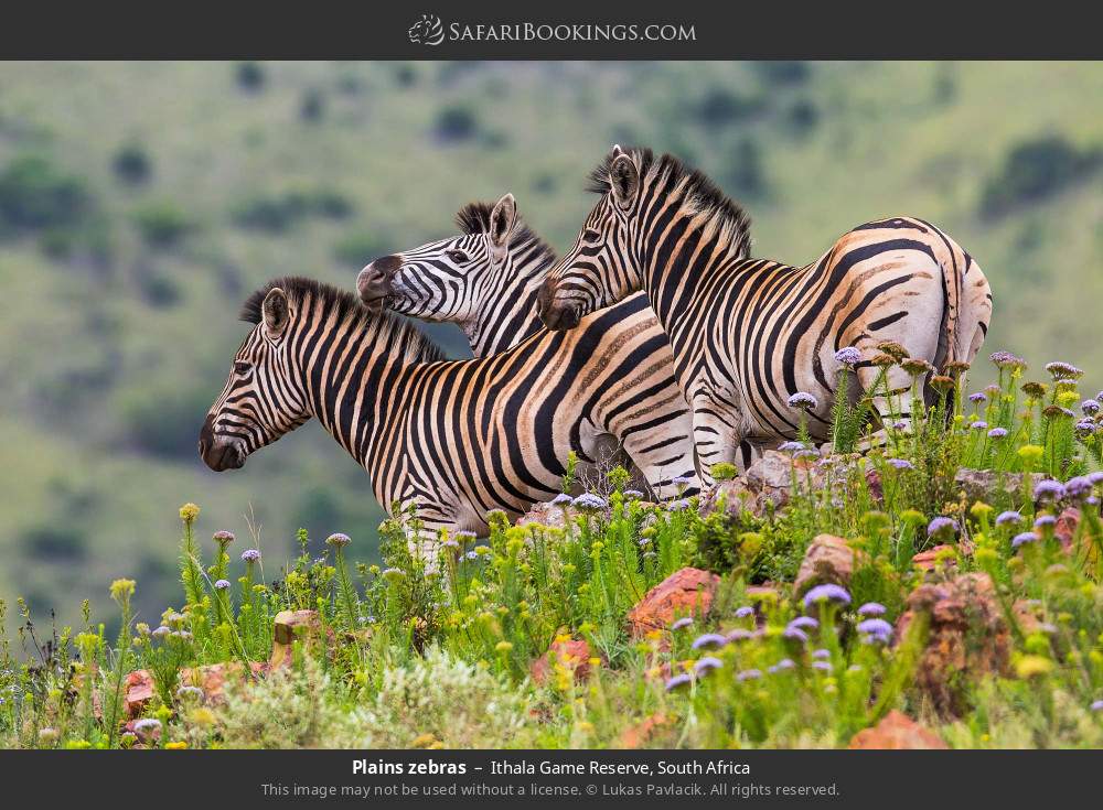 Plains zebras in Ithala Game Reserve, South Africa