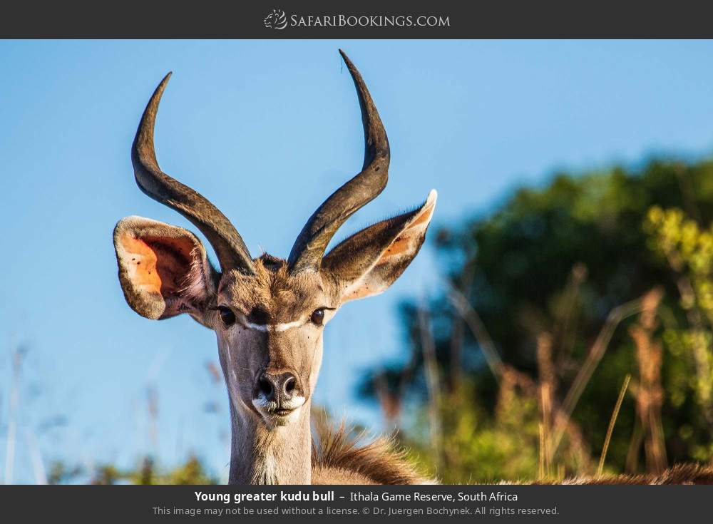 Young greater kudu bull in Ithala Game Reserve, South Africa