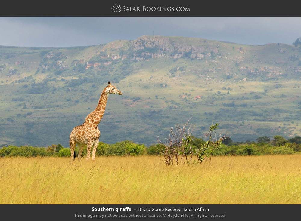 Southern giraffe in Ithala Game Reserve, South Africa