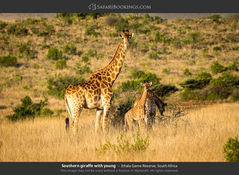 Southern giraffe with young in Ithala Game Reserve, South Africa