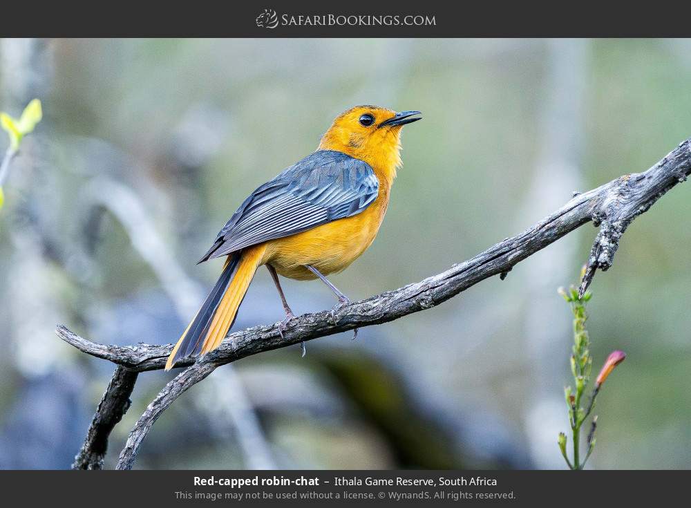 Red-capped robin-chat in Ithala Game Reserve, South Africa