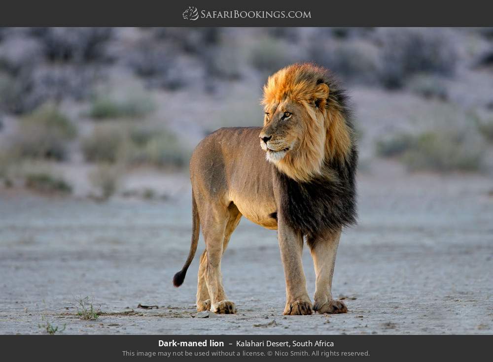 Dark-maned lion in Kalahari Desert, South Africa