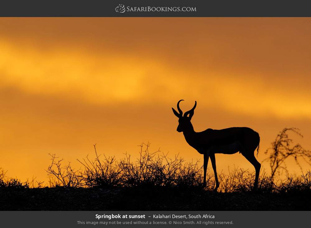 Springbok at sunset in Kalahari Desert, South Africa