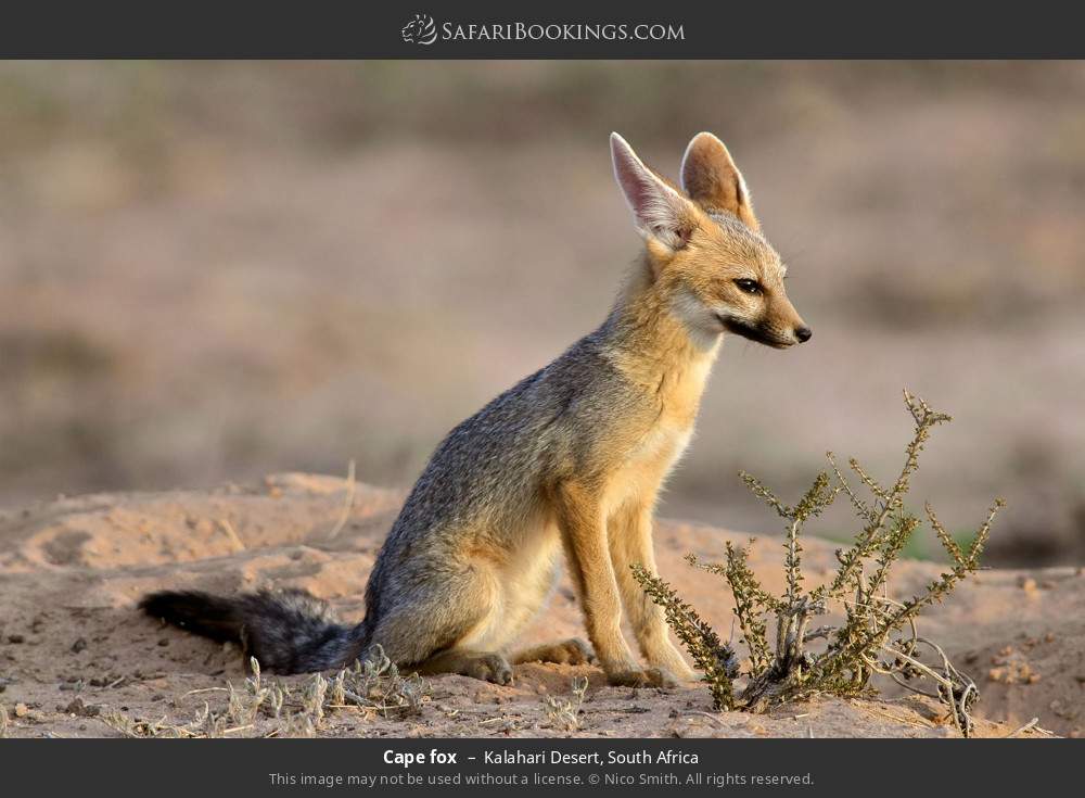 Cape fox in Kalahari Desert, South Africa