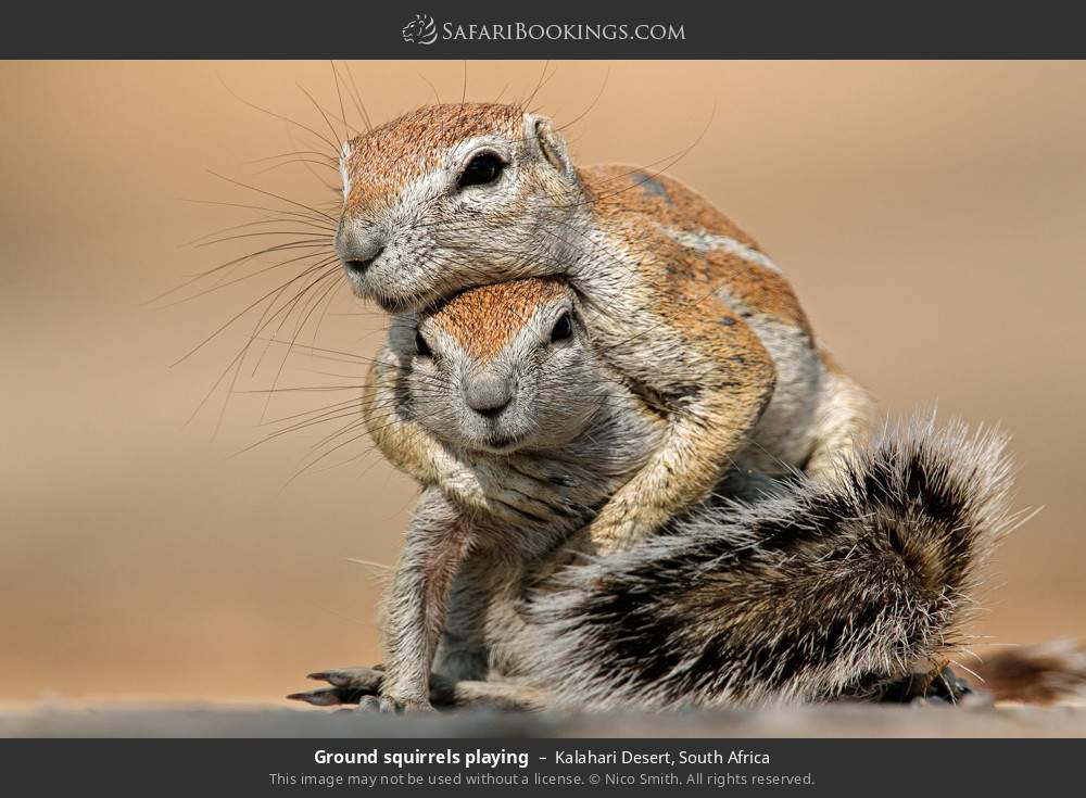 Ground squirrels playing in Kalahari Desert, South Africa