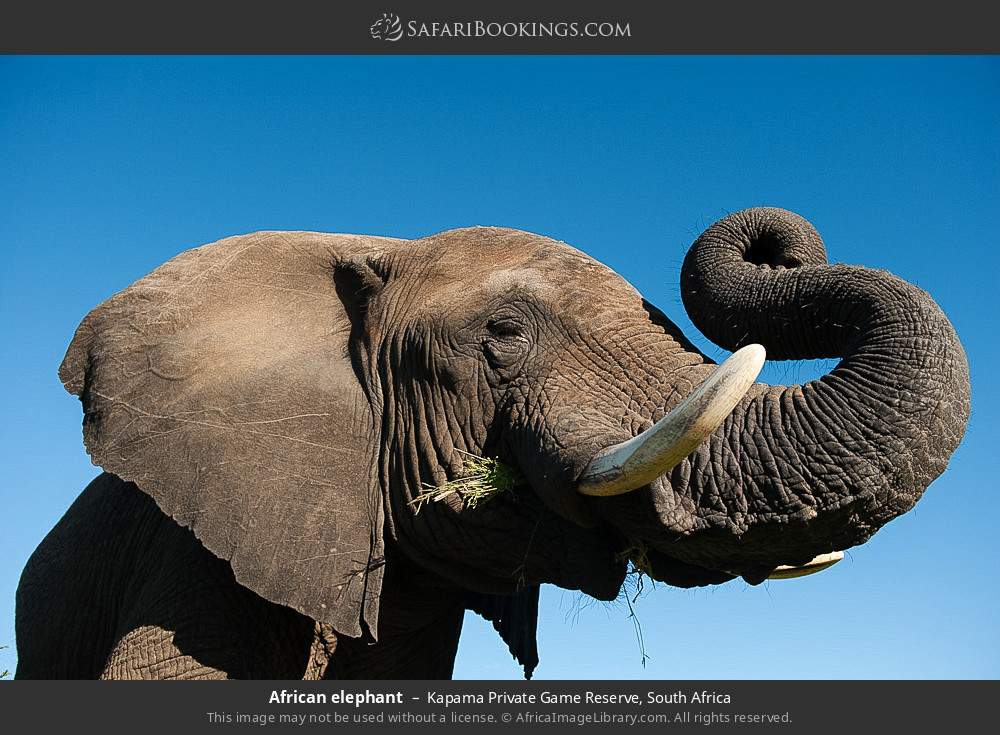 African elephant in Kapama Private Game Reserve, South Africa