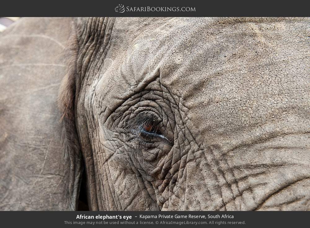 African elephant's eye in Kapama Private Game Reserve, South Africa