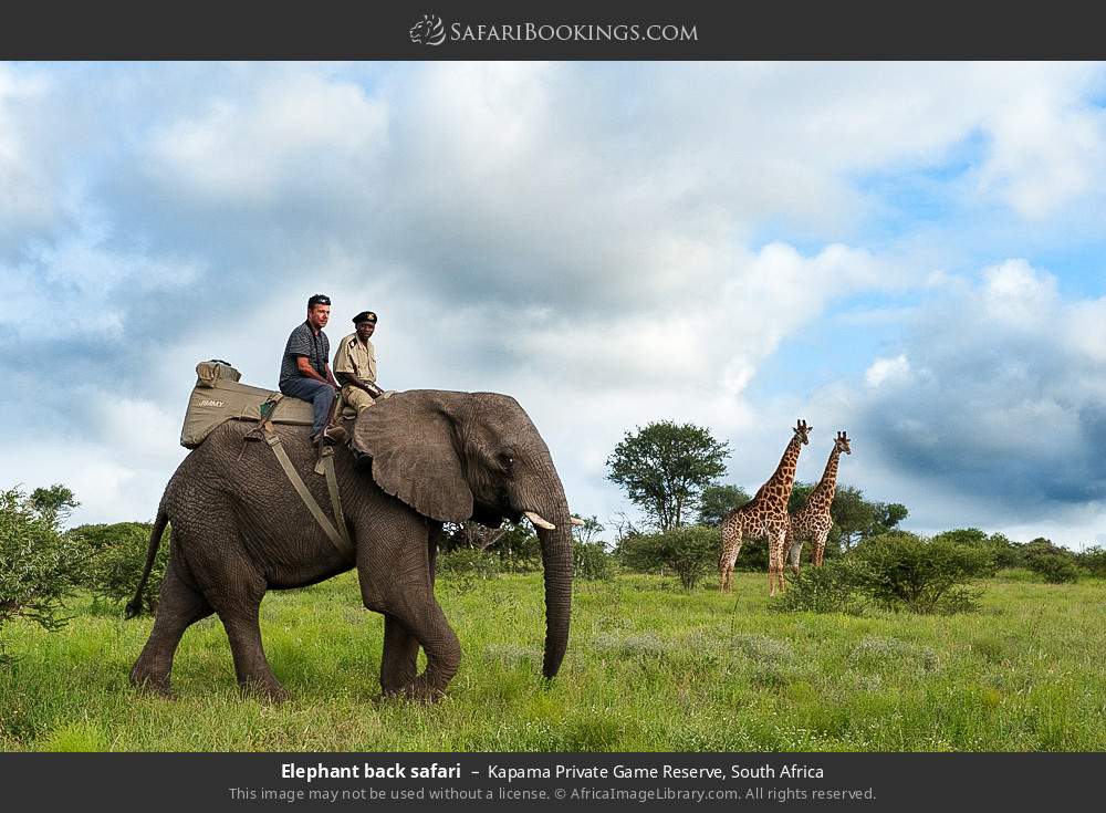 Elephant back safari in Kapama Private Game Reserve, South Africa