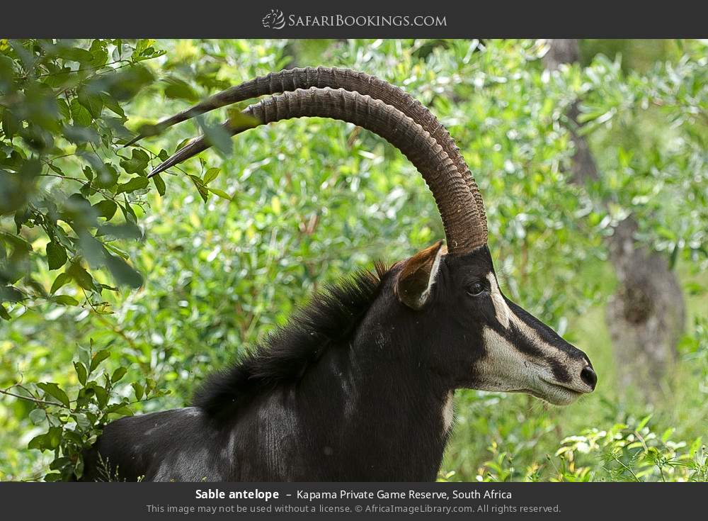 Sable antelope in Kapama Private Game Reserve, South Africa