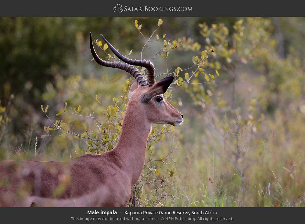Male impala in Kapama Private Game Reserve, South Africa